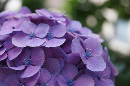 家の紫陽花