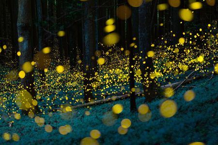 森のホタルと戯れて