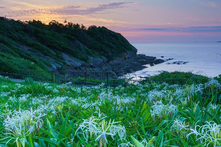ハマユウの咲くころ