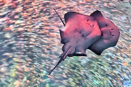 大洗水族館にて