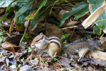 野生のリスくん