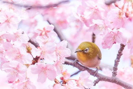 The Japanese Cherry Blossom