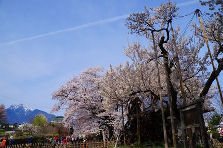 神代桜と南アルプス