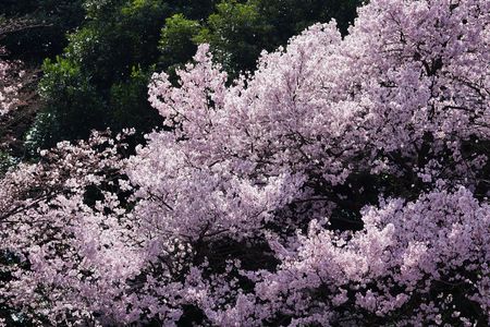 桜花の流れ