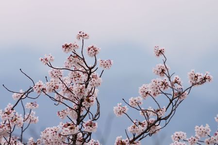 桜と霞む山並み