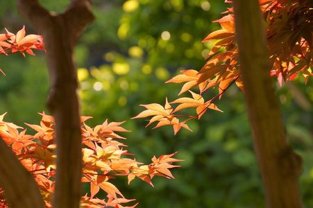 初夏の紅葉