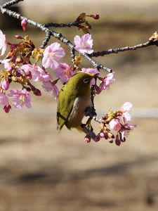 代々木公園の河津桜で蜜を吸うメジロ