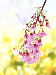 蔵前の桜とミモザ
