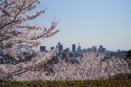 神戸で桜。