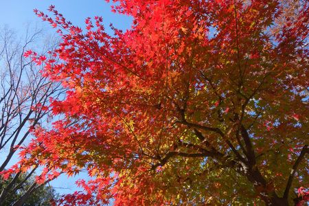 深まる秋色鮮やかに