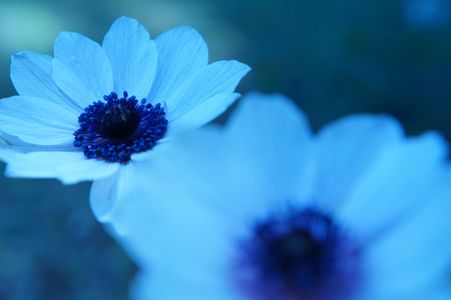 青い花