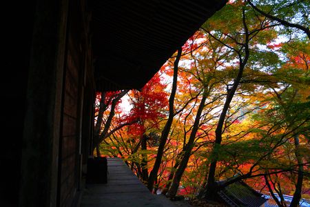 紅葉-牛滝山大威徳寺