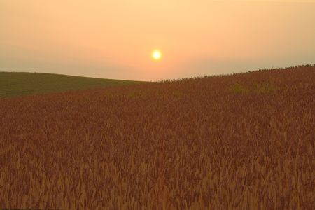 夕日に染まる赤麦畑