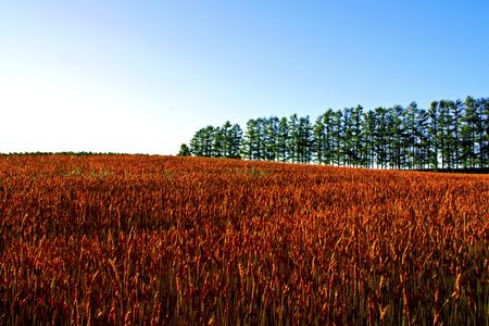 夕暮れの赤麦畑