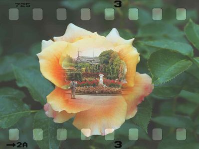 薔薇の花、撮り歩き三景、