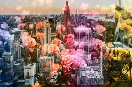 バラの花撮り歩き三景、