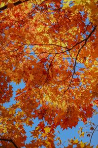 秋晴れに映える