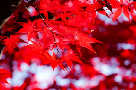 真っ赤に燃える