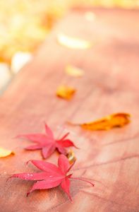 さわやかもみじ