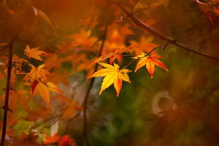 ウクライナに平和を！！