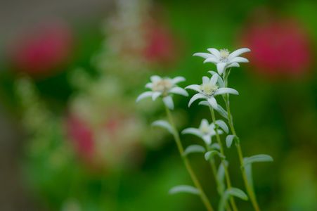 エーデルワイス