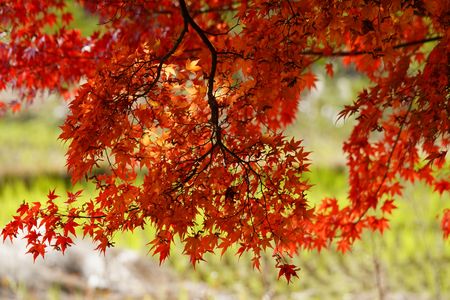 ゆく秋を惜しんで…