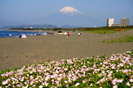 浜昼顔と富士山