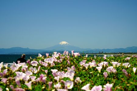 浜昼顔と初夏の富士山