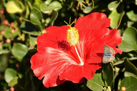 ハイビスカスの花に蝶