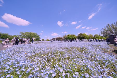 青空に似合う花たち