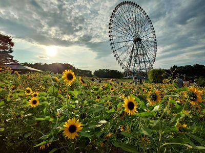 葛西臨海公園　ひまわり