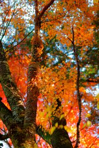 奈良県吉野の紅葉（下千本付近）11/30