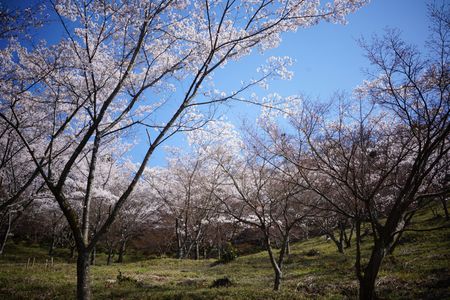 桜色の季節