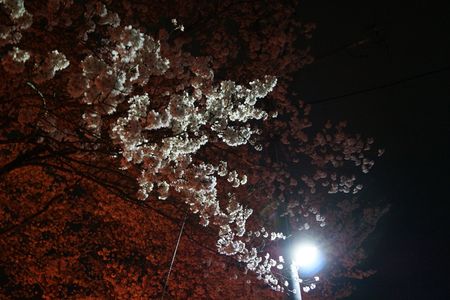 夜桜　(^_^)