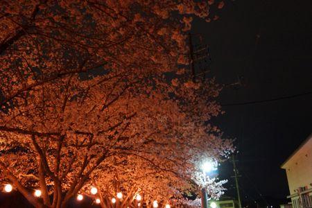 夜桜満開　(^_^)
