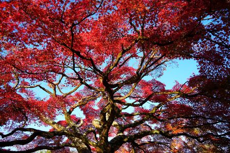 素敵な樹形（丸山公園：京都）