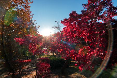聚楽園紅葉