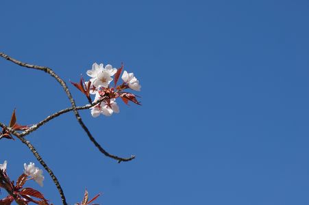 御室仁和寺の桜