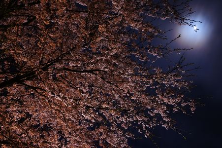 夜桜と月