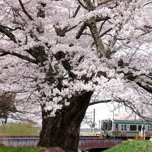 桜をめぐる旅