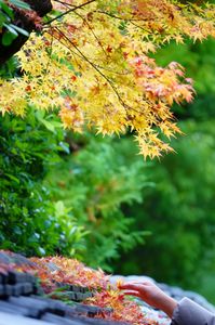 秋をひとつまみ