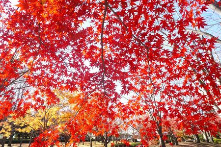 快晴の秋日和