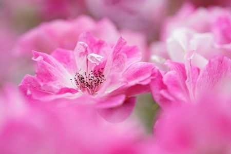 ラベンダーピノキオ