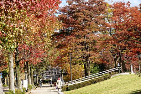 アメリカ楓通りの紅葉