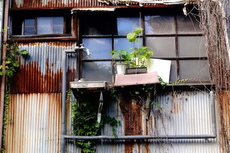 ぼろな鉢でも　緑はみどり