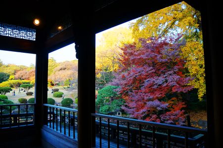 晩秋の新宿御苑１