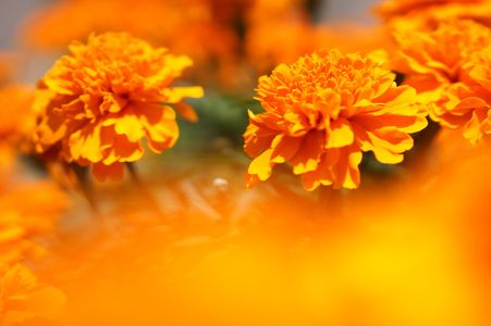 太陽色に輝いて