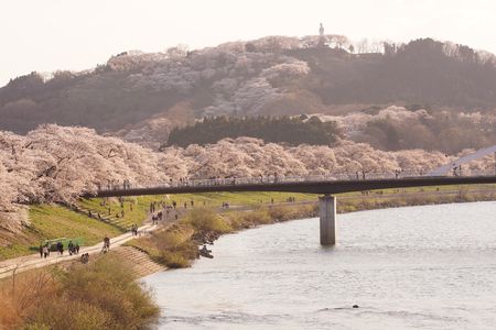 桜まつり　IN　柴田＆大河原