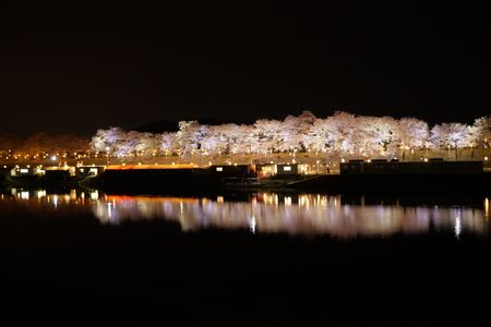 一目千本桜～夜の艶・昼の美～