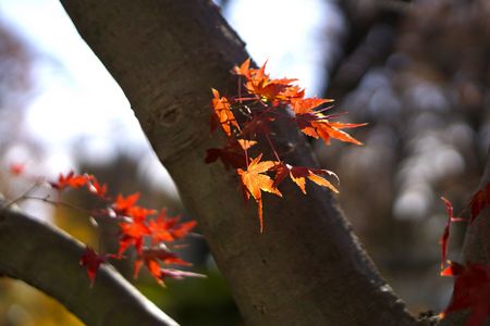 紅葉